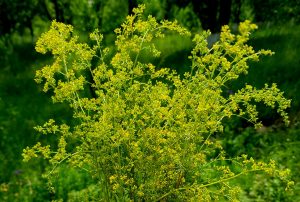 lady's bedstraw bouquet