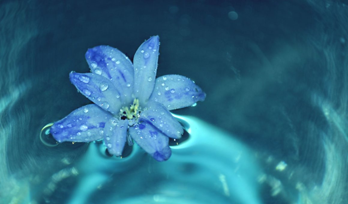 hyacinth flower in water
