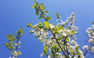 spring bloom and blue skies