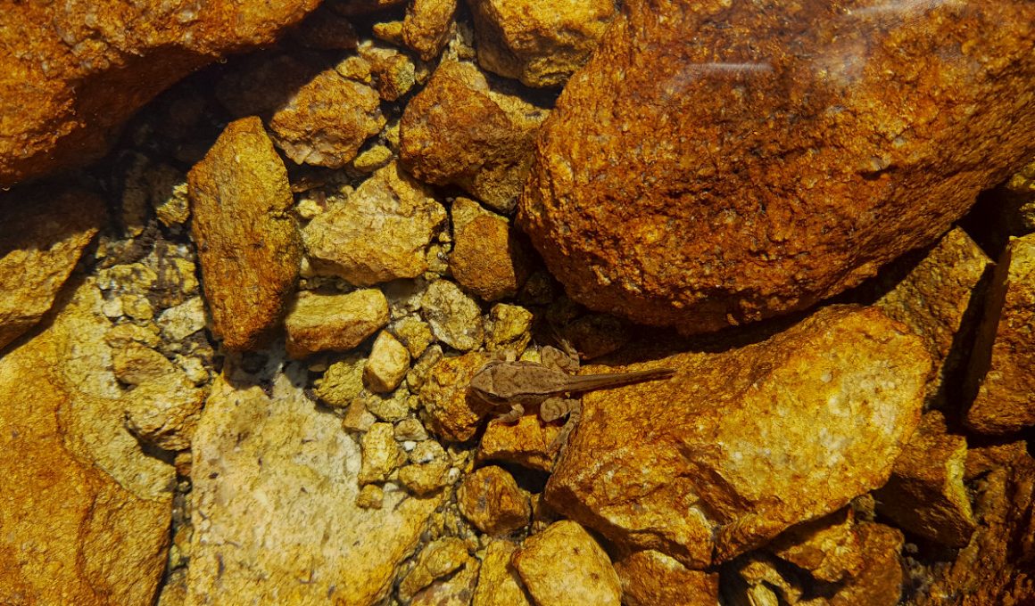 little frog in a mountain lake with rocks